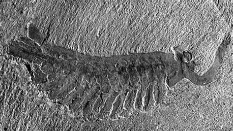 opabinia fossil